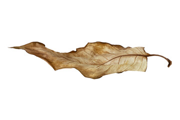Dried withered brown leaf of a plant.