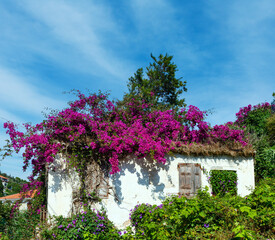 Old house with  flowering tree on the roof
