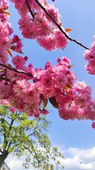 pink cherry blossom in spring