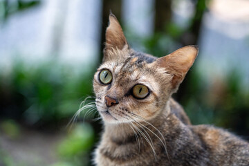 Tortoiseshell orange and black fur cat looking up at camera, inquisitive head tilted portrait.