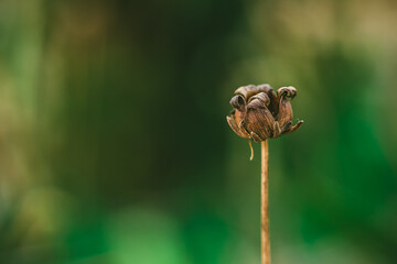 Coreopsis seed head on a blurred green background