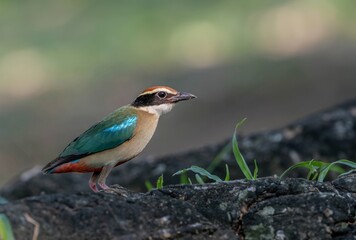 Beautiful colorful birds in nature Fairy pitta