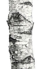 A black and white drawing of a birch tree trunk with a few knots.