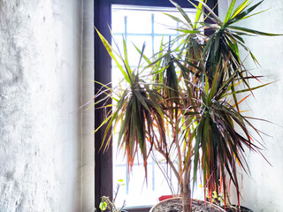 Large green dracaena on the windowsill near old wall. Flowers in interior