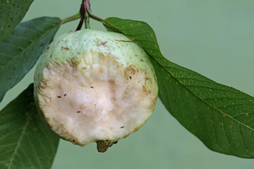 Appearance of ripe guava fruit on a tree bitten by a squirrel. This plant whose fruit is commonly consumed by humans has the scientific name Psidium guajava.