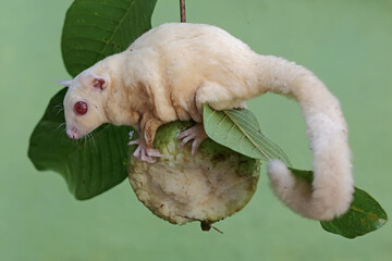 An albino sugar glider is eating a guava fruit. This marsupial mammal has the scientific name...