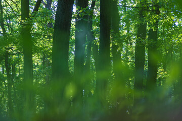 Deciduous forest in which lilies of the valley grow.