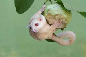 An albino sugar glider is eating a guava fruit. This marsupial mammal has the scientific name Petaurus breviceps.