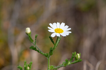 Fleur sauvages blanche et jaune