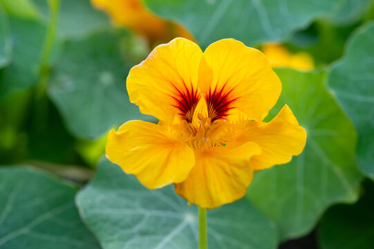 Gros plan sur une fleur de capucine