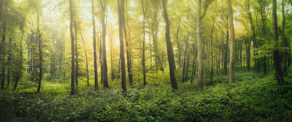high resolution green forest panorama
