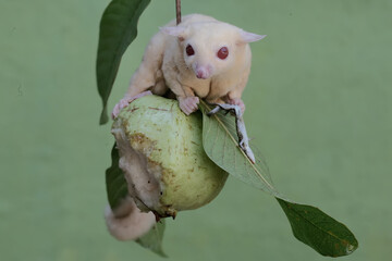 An albino sugar glider is preying on a common sun skink on a branch of a guava tree. This marsupial...