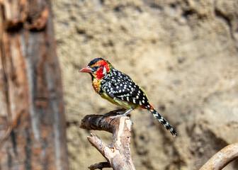 Red-Yellow Barbet (Capito auratus) - Stunning Bird of Sub-Saharan Africa