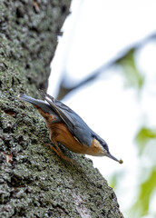 Eurasian Nuthatch (Sitta europaea) - Prague's Acrobatic Climber