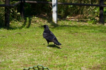 Back view of wild crows walking on the lawn
