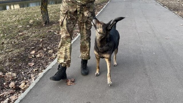 team nearby for a shepherd dog training training training with a military instructor