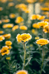 春の長井海の手公園ソレイユの丘に咲く春菊の花