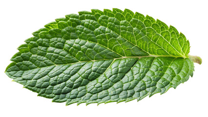 Mint leaf isolated on a white, mint leaf isolated on a transparent background.