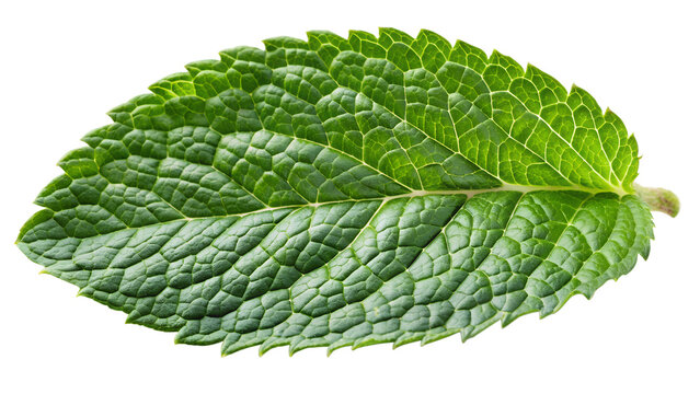 Mint leaf isolated on a white, mint leaf isolated on a transparent background.