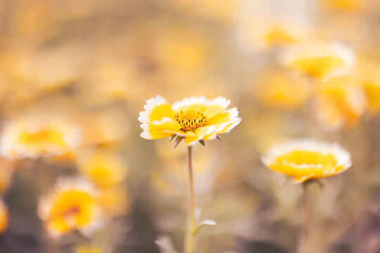 春の長井海の手公園ソレイユの丘に咲く春菊の花
