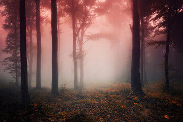fantasy woods landscape, trees in fog in the forest