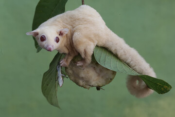 An albino sugar glider is preying on a common sun skink on a branch of a guava tree. This marsupial mammal has the scientific name Petaurus breviceps. - obrazy, fototapety, plakaty