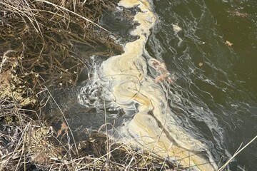 Lake water pollution, close-up. Water pollution by blooming blue-green algae. world environmental...