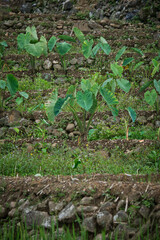 Taro Trees Flourishing Beside Rice Fields