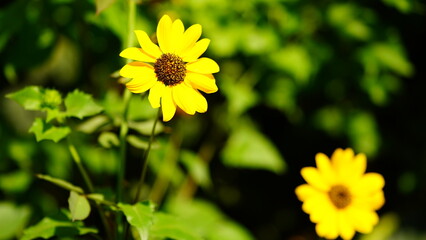 closeup shot of beautiful sunflowers