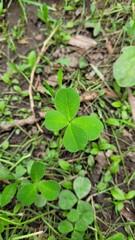 Four-leaf clover