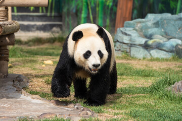 Cute Panda in the zoo