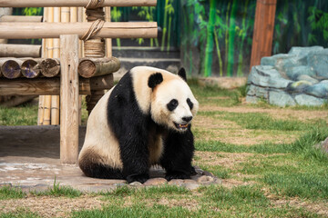 Obraz premium Cute Panda in the zoo
