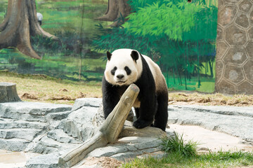 Cute Panda in the zoo