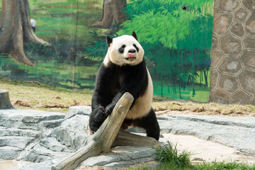 Cute Panda in the zoo