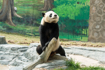 Cute Panda in the zoo