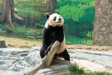 Cute Panda in the zoo