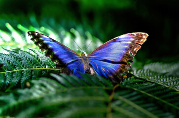 macro photo of a blue butterfly on a plant leaf