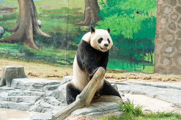 Cute Panda in the zoo