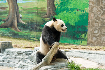 Cute Panda in the zoo
