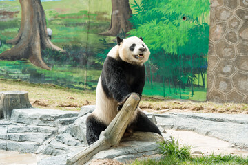 Cute Panda in the zoo