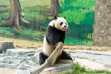 Cute Panda in the zoo