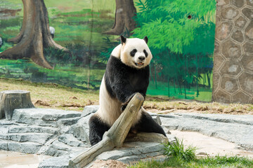 Cute Panda in the zoo