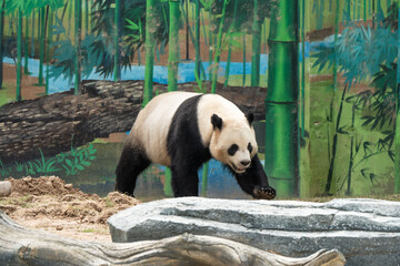 Cute Panda in the zoo