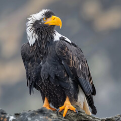 Photo stellers sea eagle in nature