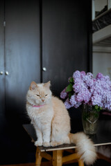 cat on a chair