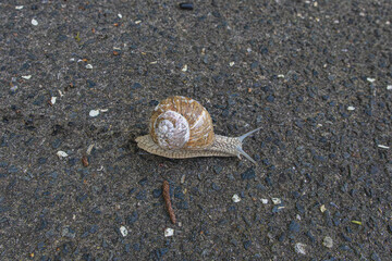 Snail with house crawls across the road