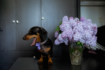 dog and flowers
Adorable black dachshund 