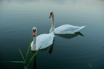 white swans group on the lake swim well under the bright sun