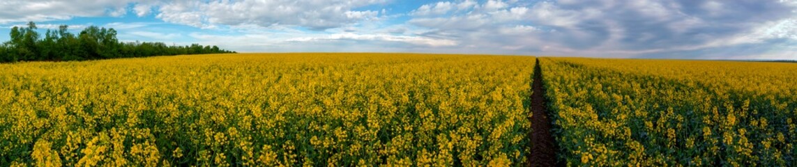 Obraz premium Panorama of yellow rapeseed valley. The mountains and the beautiful spring sky in the background