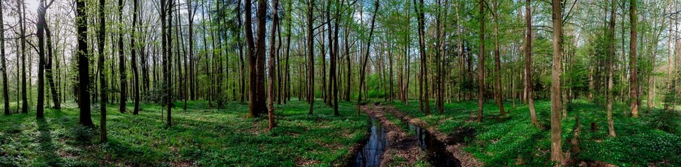 Spring forest and field on a background of blue sky